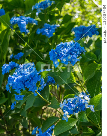 木漏れ日と青い紫陽花 木漏れ日と青い紫陽花 139587404