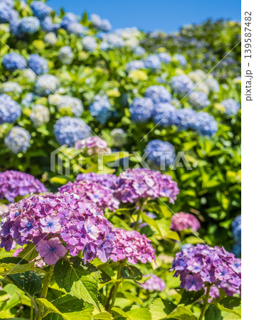 青い紫陽花 139587482