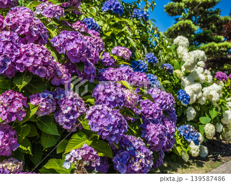 カラフルな紫陽花 139587486