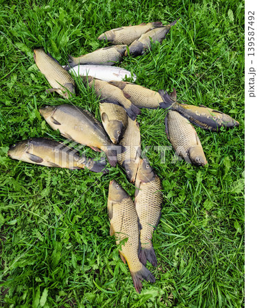 Fisherman catches multiple fish on green grass during daylight in a local fishing area Fisherman catches multiple fish on green grass during daylight in a local fishing area 139587492