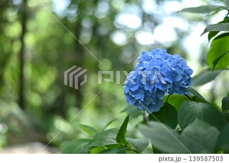 木漏れ日の中で咲く青い紫陽花（あじさい） 139587503