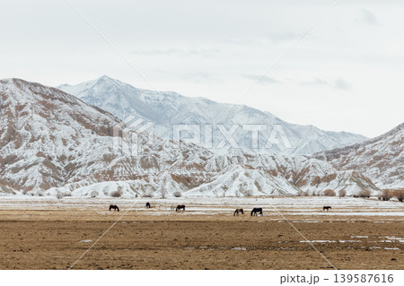 Horses grazing on winter steppe with snowy mountains in Kyrgyzstan landscape Horses grazing on winter steppe with snowy mountains in Kyrgyzstan landscape 139587616