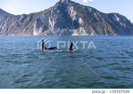 Orca whales surfacing in Avacha Bay with rocky coastline, Kamchatka Peninsula Orca whales surfacing in Avacha Bay with rocky coastline, Kamchatka Peninsula 139587686