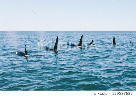 Pod of killer whales swimming in Avacha Bay, Kamchatka with dorsal fins above sea Pod of killer whales swimming in Avacha Bay, Kamchatka with dorsal fins above sea 139587689