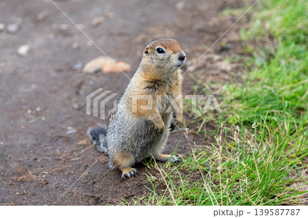 Ground squirrel standing upright on dirt path beside green grass in park Ground squirrel standing upright on dirt path beside green grass in park 139587787