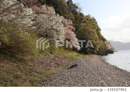 満開の桜並木と湖岸の浜と琵琶湖の波打ち際と霞む山と雲と青空の風景 139587961