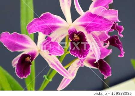 カトレア・パープラタの花 カトレア・パープラタの花 139588059