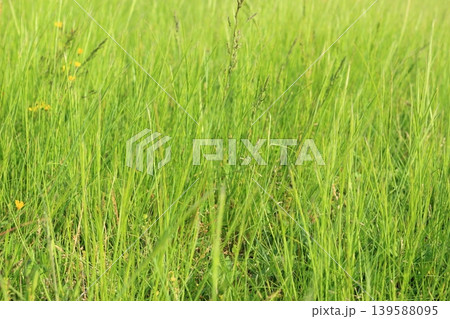 緑が綺麗な草むら 139588095