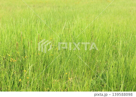緑が綺麗な草むら 139588098