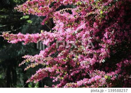 ピンクの満開のベニバナトキワマンサクの花の咲く花木の風景 ピンクの満開のベニバナトキワマンサクの花の咲く花木の風景 139588257