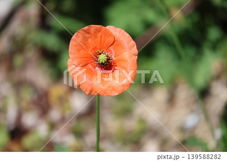 オレンジ色の花びらのナガミヒナゲシの花のアップの風景 139588282