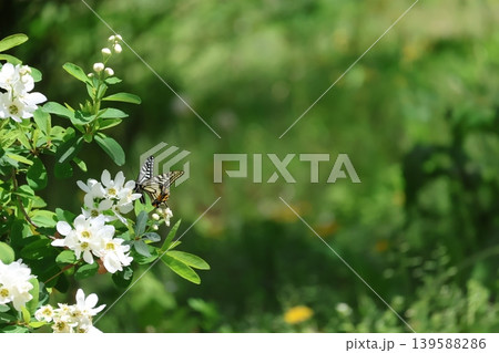白いリュウキュウバイの花にとまるナミアゲハのいる風景 白いリュウキュウバイの花にとまるナミアゲハのいる風景 139588286