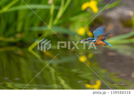 黄菖蒲とカワセミ 黄菖蒲とカワセミ 139588318