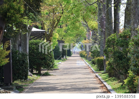 緑の植物に囲まれた遊歩道のある風景 緑の植物に囲まれた遊歩道のある風景 139588358