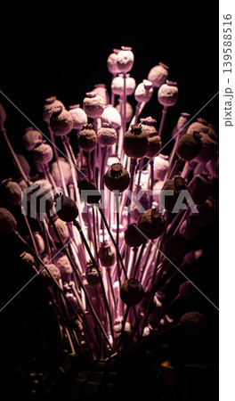 Dried poppy decoration. Poppy in the vase. Poppy arrangement of dried flowers and grass. Dried poppy decoration. Poppy in the vase. Poppy arrangement of dried flowers and grass. 139588516