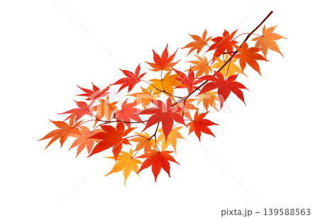 もみじ 枝 白バック 紅葉 139588563