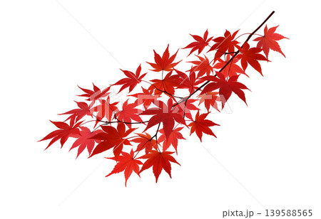 もみじ 枝 白バック 紅葉 139588565