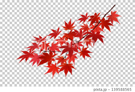 白色背景的楓枝，秋葉 139588565