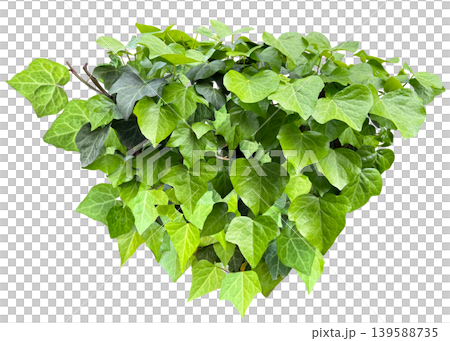 Ivy leaf cutout material (transparent background) Ivy leaf cutout material (transparent background) 139588735