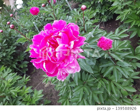 赤い芍薬の花 139588926