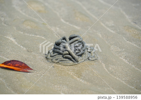 沖縄県_西表島_網取湾_ウダラ川河口 沖縄県_西表島_網取湾_ウダラ川河口 139588956