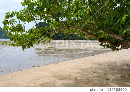 沖縄県_西表島_網取湾_ウダラ浜 沖縄県_西表島_網取湾_ウダラ浜 139588960