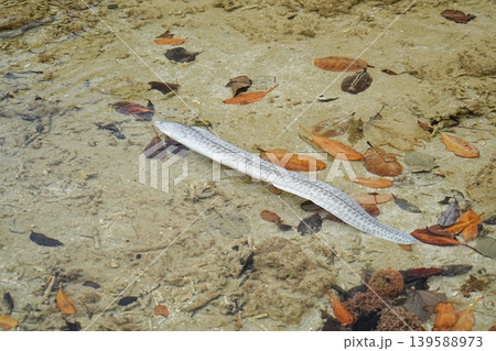 沖縄県_西表島_網取湾_ニセゴイシウツボ 沖縄県_西表島_網取湾_ニセゴイシウツボ 139588973