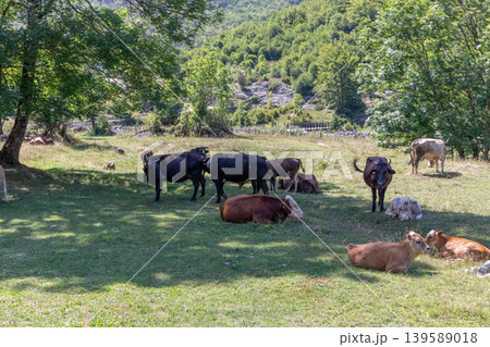 Grazing cows in Prokletije National Park meadow under summer trees, Montenegro Grazing cows in Prokletije National Park meadow under summer trees, Montenegro 139589018
