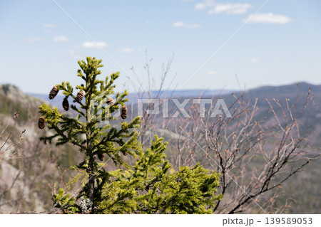 Conifer tree with pine cones on mountain ridge in Taganay National Park, Russia Conifer tree with pine cones on mountain ridge in Taganay National Park, Russia 139589053