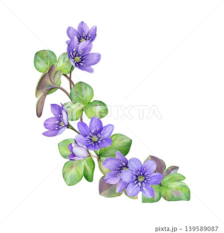 Watercolor corner composition with spring purple flowers and green leaves. Hand drawn anemone hepatica, liverwort flowers. Good for wedding invites, greeting cards, stationery and spring decor Watercolor corner composition with spring purple flowers and green leaves. Hand drawn anemone hepatica, liverwort flowers. Good for wedding invites, greeting cards, stationery and spring decor 139589087