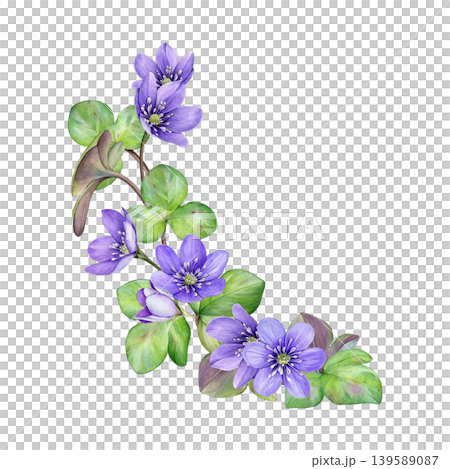 Watercolor corner composition with spring purple flowers and green leaves. Hand drawn anemone hepatica, liverwort flowers. Good for wedding invites, greeting cards, stationery and spring decor Watercolor corner composition with spring purple flowers and green leaves. Hand drawn anemone hepatica, liverwort flowers. Good for wedding invites, greeting cards, stationery and spring decor 139589087