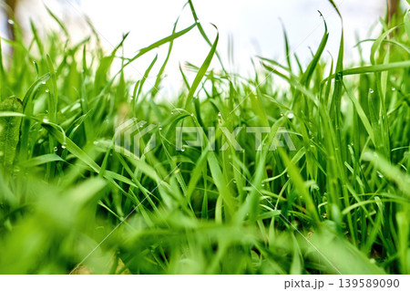 Vibrant green grass in soft sunlight Vibrant green grass in soft sunlight 139589090