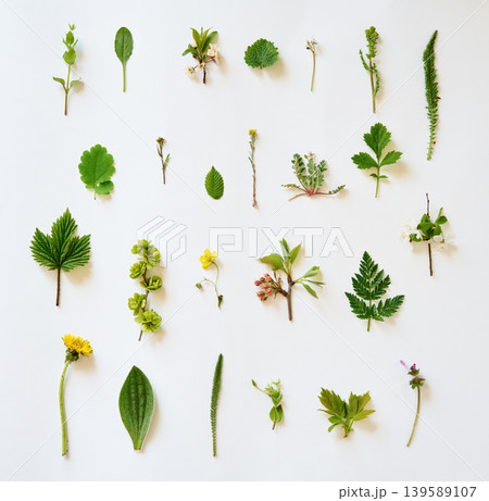 Wild plants and herbs collection on white background Wild plants and herbs collection on white background 139589107