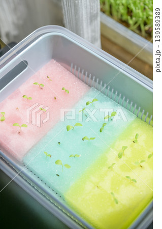 リーフレタスを水耕栽培で育てる リーフレタスを水耕栽培で育てる 139589389