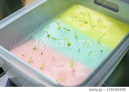 リーフレタスを水耕栽培で育てる リーフレタスを水耕栽培で育てる 139589390