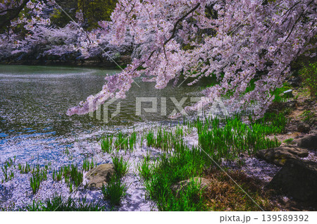 【散った花びら】過ぎ去りし春【臥竜公園】 139589392