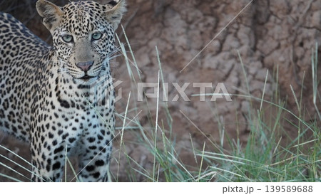 close up face of a leopard 139589688