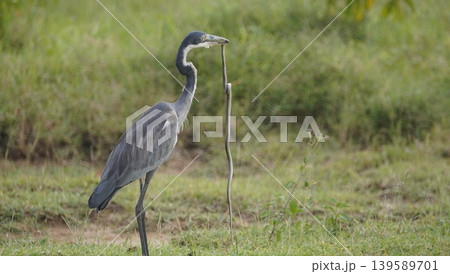 heron with a snake 139589701