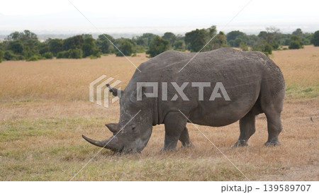 White rhino in the plains 139589707