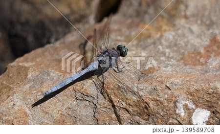 dragon fly resting on a rock dragon fly resting on a rock 139589708