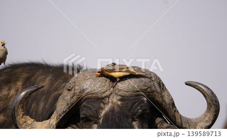 red billed oxpeckers on the horns of a buffalo 139589713