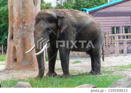 Elephant at zoo. Keeping wild animals in zoological parks. Largest land animal, symbolizing wisdom, longevity, luck, and strength. Elephant at zoo. Keeping wild animals in zoological parks. Largest land animal, symbolizing wisdom, longevity, luck, and strength. 139589815