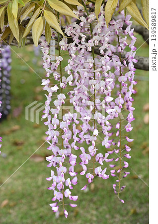 浜松フラワーパークの藤棚に咲く紫色の藤の花 139589817