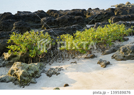 沖縄県_西表島_船浮湾_ユナラ川河口 沖縄県_西表島_船浮湾_ユナラ川河口 139589876