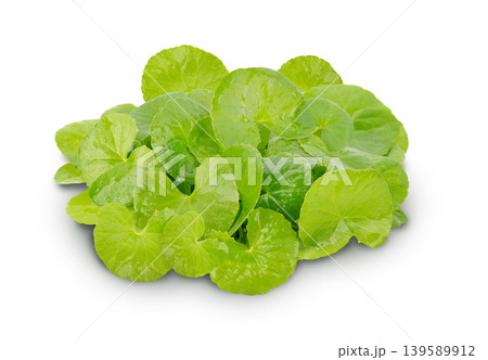 Gotu Kola (Centella asiatica) is a traditional herbal plant widely known  on white back ground. 139589912