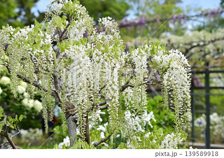 浜松フラワーパークで咲く白藤の花と藤棚の風景 浜松フラワーパークで咲く白藤の花と藤棚の風景 139589918