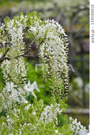 浜松フラワーパークで咲く白藤の花と藤棚の風景 浜松フラワーパークで咲く白藤の花と藤棚の風景 139589919