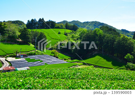 京都 和束茶源郷 白栖・石寺の茶畑 京都 和束茶源郷 白栖・石寺の茶畑 139590003
