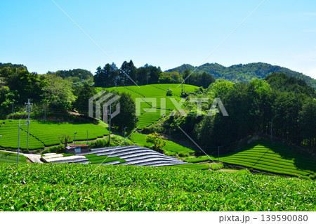 京都　和束茶源郷　白栖・石寺の茶畑 139590080