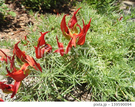 花先がカールする個性的な花姿の「ロータス・ベルテロッティ（別名：ツルミヤコグサ）」　 139590094